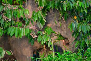 A glimpse of elusive elephants (and their parasites).
