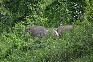 A herd of wild elephants in Tabin Wildlife Reserve.