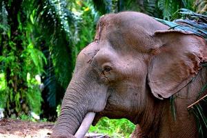 Tusker.