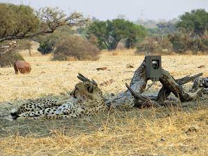 Cheetah lying next to camera trap set at a scent marking tree.
