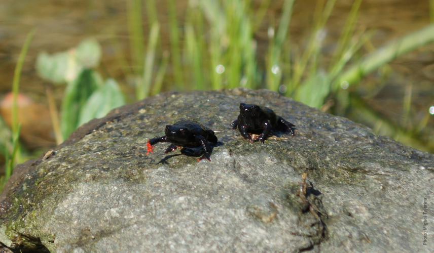 Red belly toad. ©Miguel Tejerina