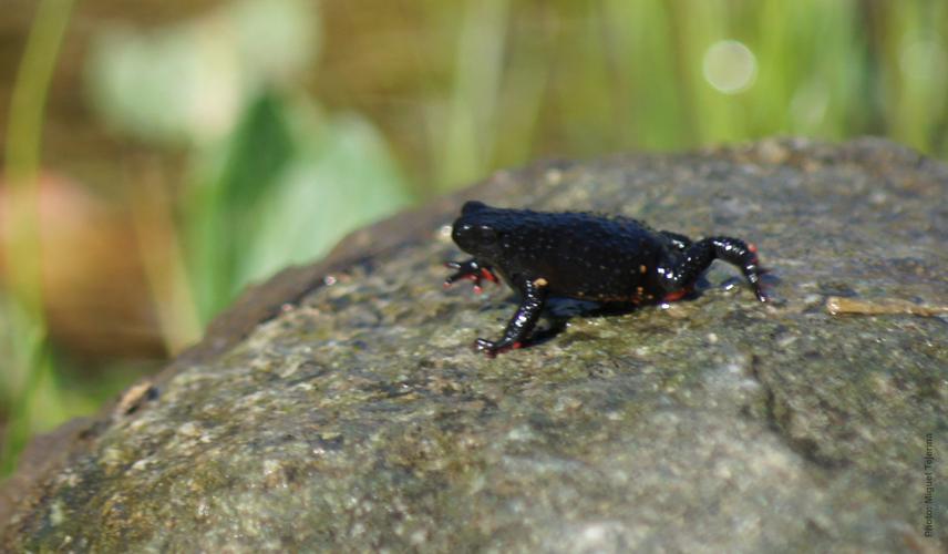 Red belly toad. ©Miguel Tejerina