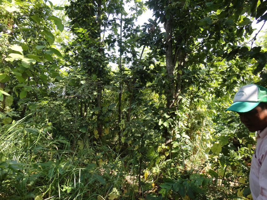 Regenerated forest site.