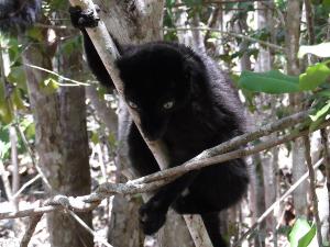 Male searching.