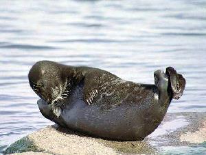 119.01.04Ladoga ringed seal 1.jpg