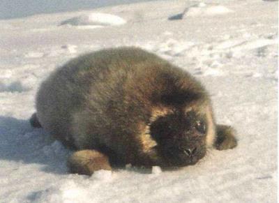 119.01.04Ladoga ringed seal pup..jpg
