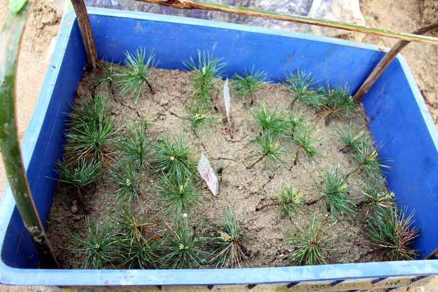 Pine propagation.