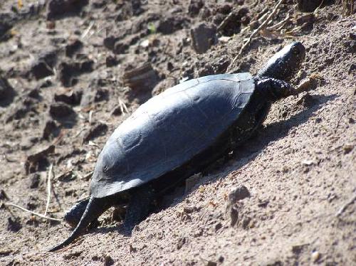 Female at seasonal migration to nesting site.