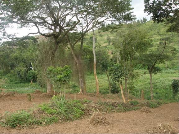 The remnants of Rwakivunji Gallery Forest. ©Ndimukaga Marc