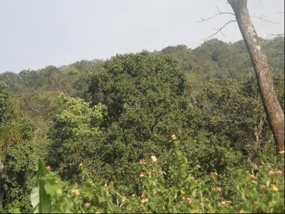 Woodland at Sarambuye.© Ndimukaga Marc