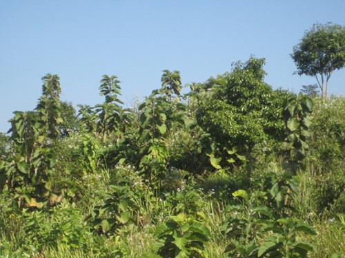 A section of teak regeneration showing its potential to cover the denuded forest.