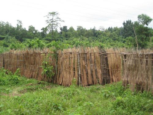 Betel leaf cultivation- a most detrimental practice within the Sanctuary