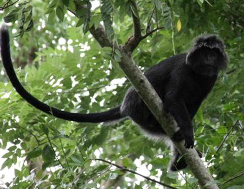 An adult male ebony leaf monkey (Trachypithecus auratus auratus) in the West Bali National Park.© N. Gunst