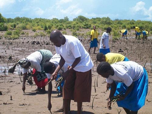 Mangrove planting.