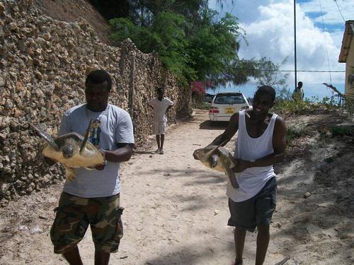 Turtles released back to the sea.