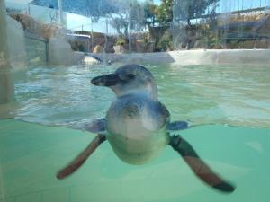 Juvenile African Penguin.