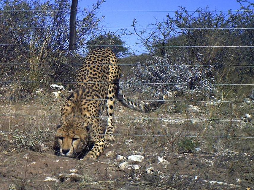 ©Cheetah Conservation Botswana.