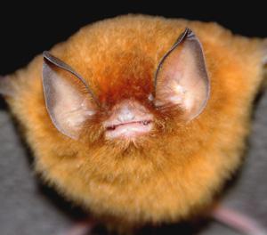 Natalus stramineus captured at Mina Jabalina, Nayarit.