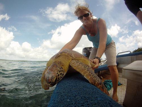 Turtle Release.