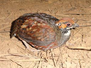 Common Hill Partridge.