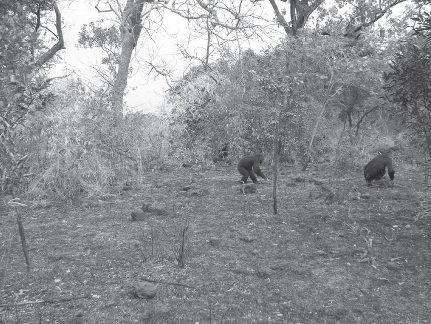 Fongoli chimpanzees travel through a recently burned area.