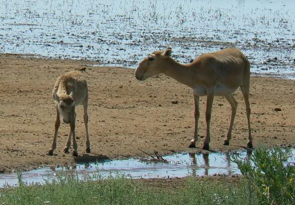 Saigas in Stepnoi reserve.©GEO Magazine.