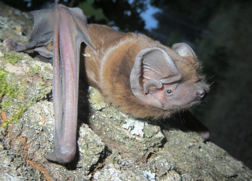 N. lasiopterus from Voronezhsky Reserve. © Kseniia Kravchenko.