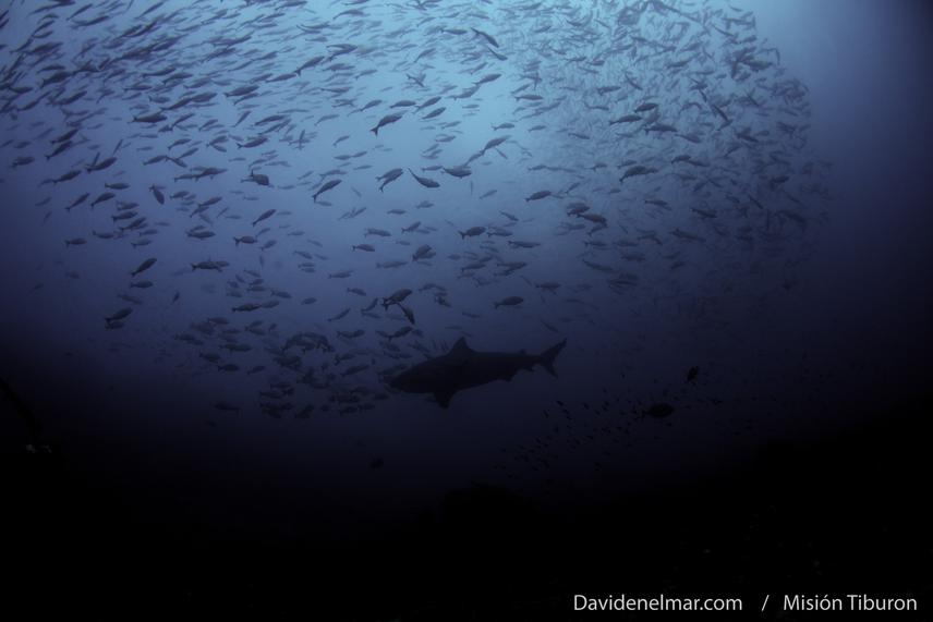 Bull shark.