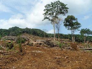 Loss of forest.