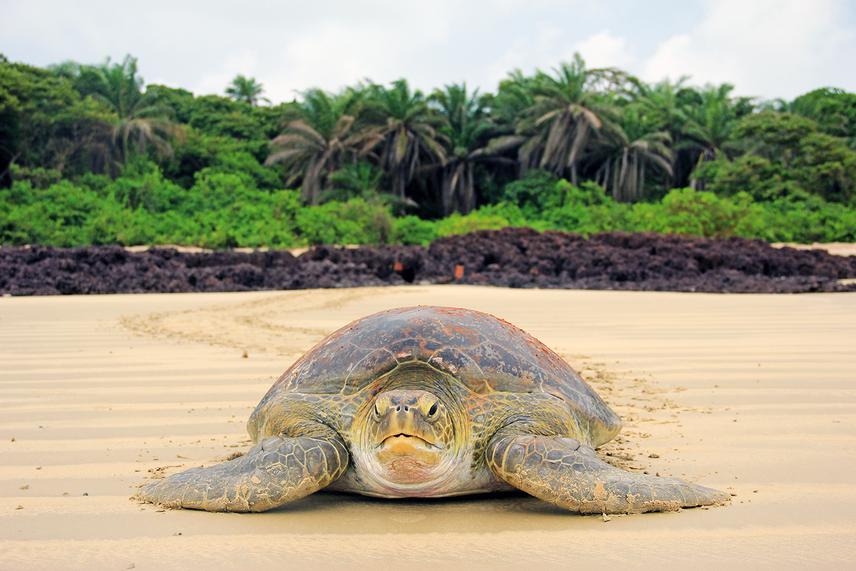 Green Turtle at Poilao. © Rita Patricio.