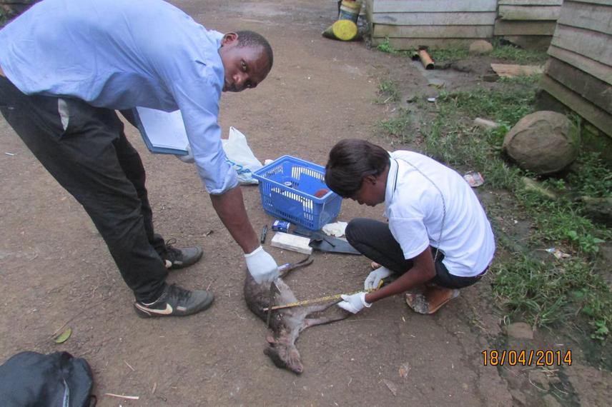 Ambrosio Ondo (Field assistant) and Josefa Mikue (UNGE student).