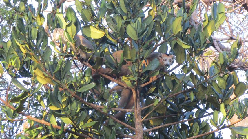 Eulemur coronatus.