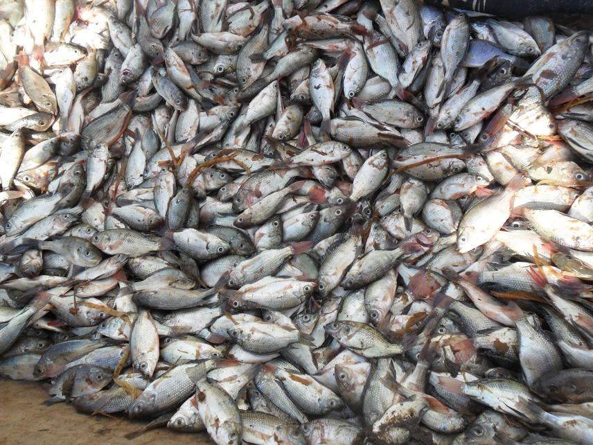 Catch of Oreochromis jipe and Oreochromis esculentus caught using illegal fishing gear in lake Jipe early April 2013