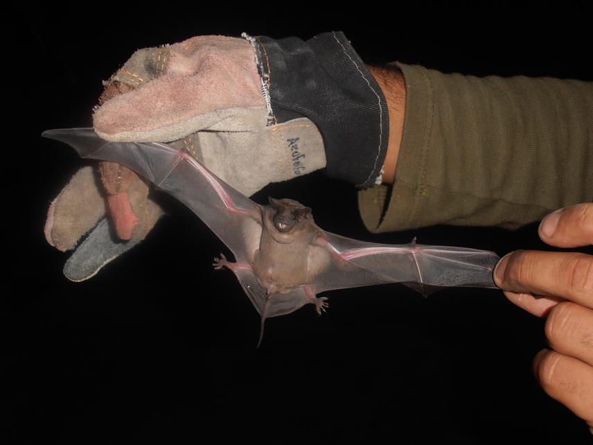 Captures of Molossus molossus in its artificial shelter (January 2014).