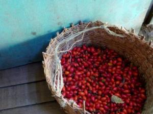Rose hip even though Rose hip is not native to the area, it grows wild and it is used for making Rose hip jam and also as a natural remedy.