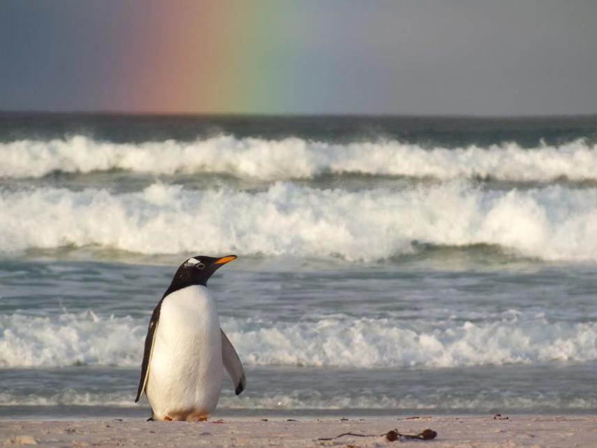 Gentoo penguin