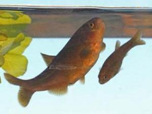 Endangered Nude-bream, Gymnocharacinus bergii.