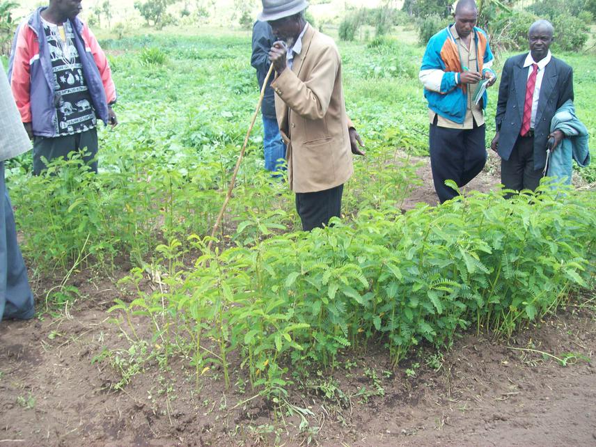 Participants during agroforestry techniques trainings.