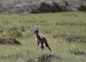 Neonate guanaco born 20 minutes ago. © Maxi Montero.