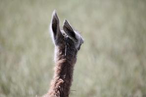 Radio ear-tagged guanaco just before the reunion with its mother. © Maxi Montero.