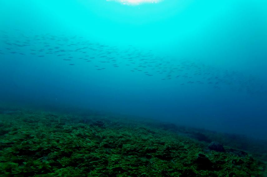 Sardine shoal.