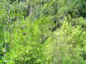 Today Condition of Mangrove in Sre Ambel.