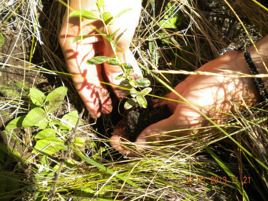 Planting seedling.