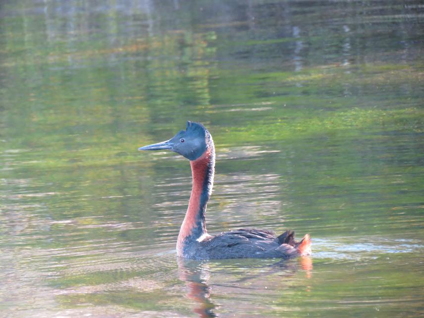 The Great Grebe, a native prey of American mink, defending their territory in Quillén lake, Lanín National Park. ©Dario Barroso, a national park ranger.