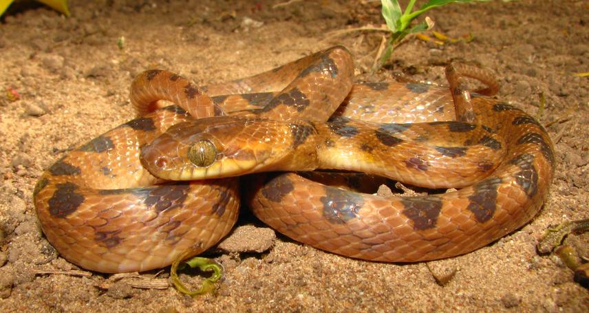 Leptodeira annulata. © Alejandro Cabrejo-Bello