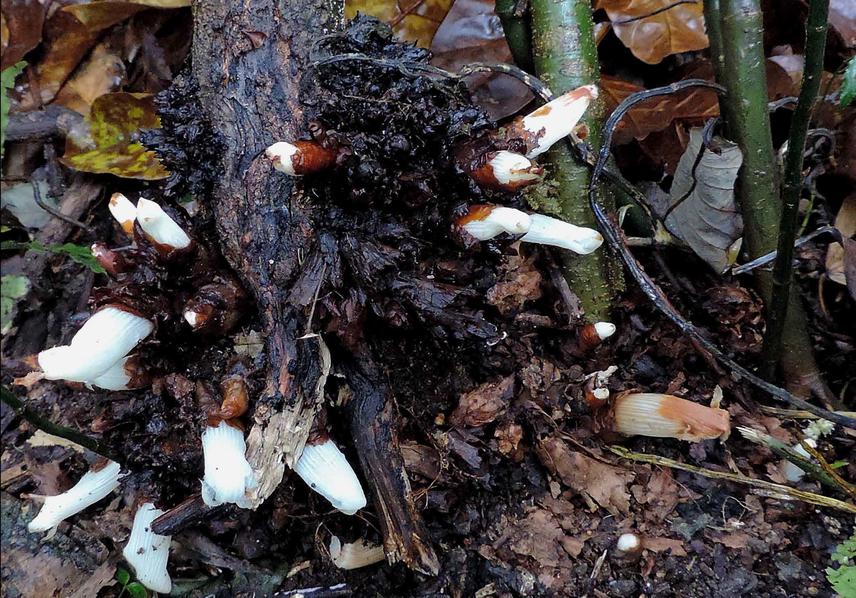 Gleadovia konyakianorum in nature. © D.K. Roy.