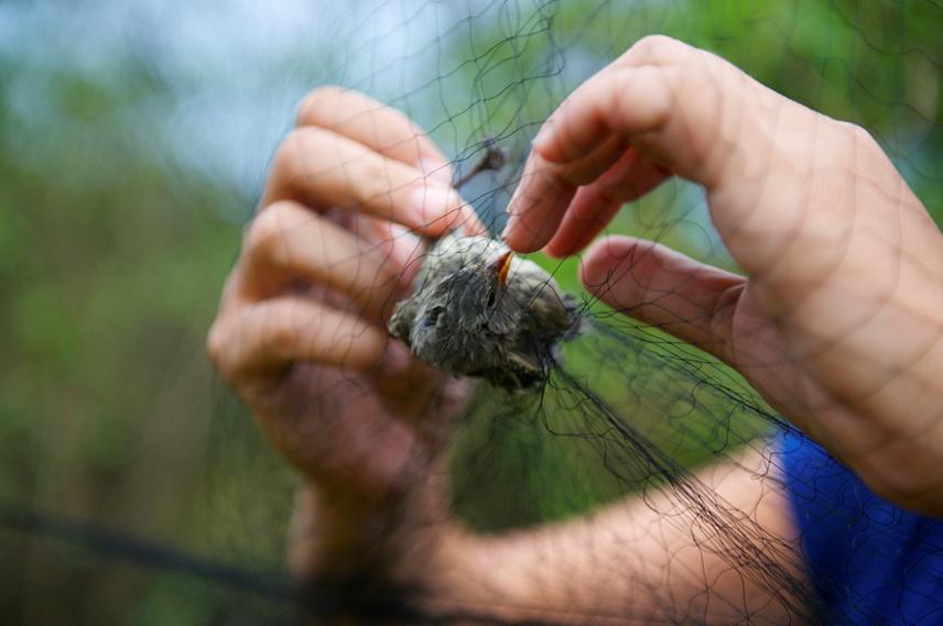Finch captured in mistnet. ©Bodo Peters.