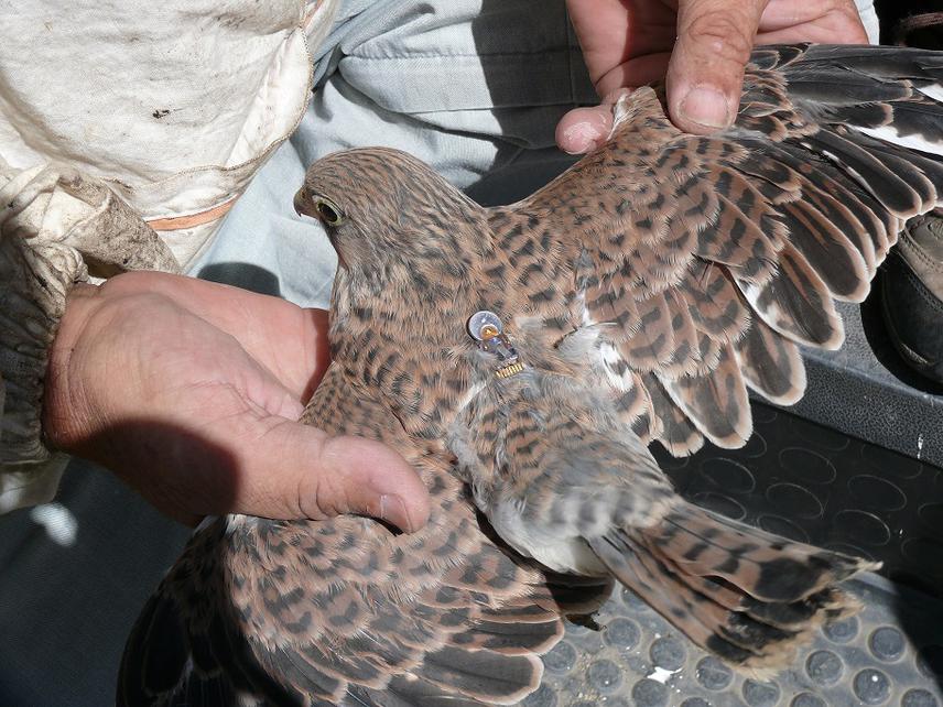 Lesser Kestrel juv. tagged with geolocator.