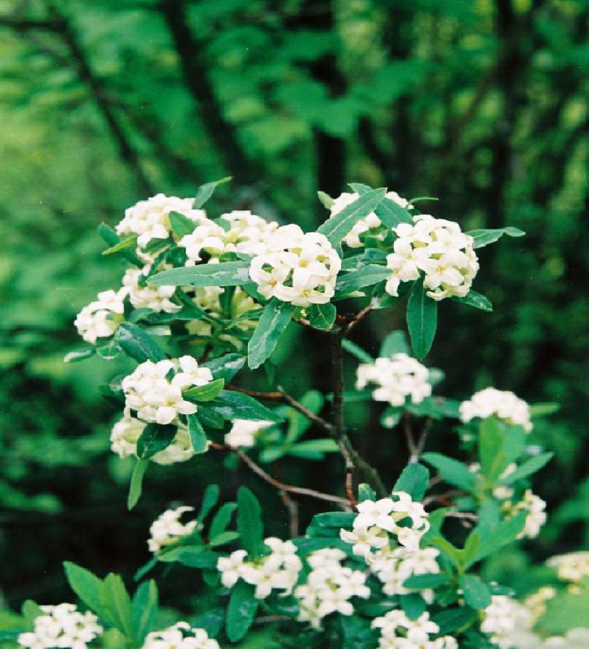 Blossoming Daphne sophia. © A. Vlaschenko.