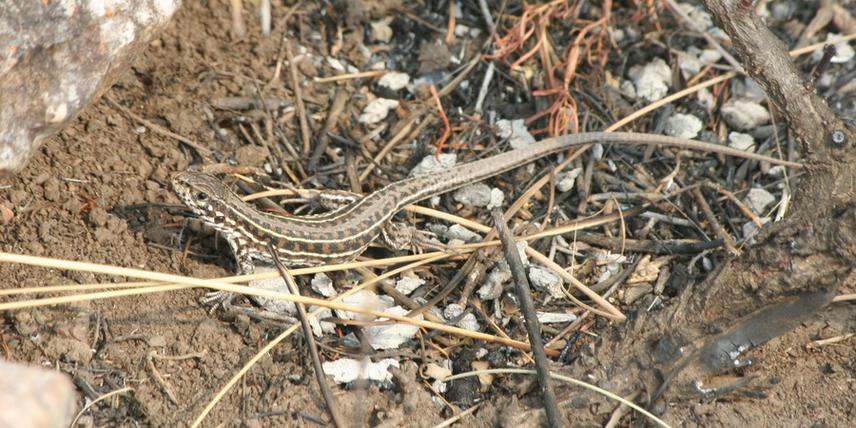 Cnemidophorus lizard.